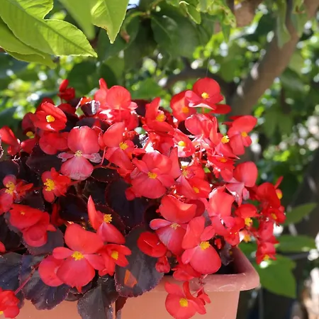 Apartman With Parking Space Lumbarda, Korcula - 9474